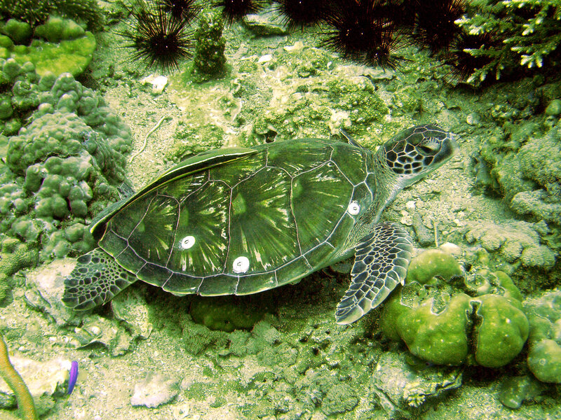 Green sea turtle on coral reef