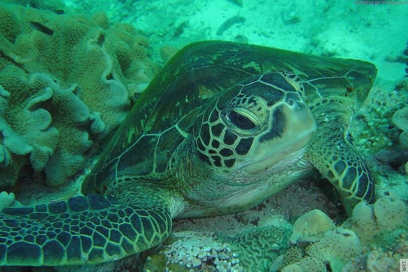 Green sea turtle on coral reef