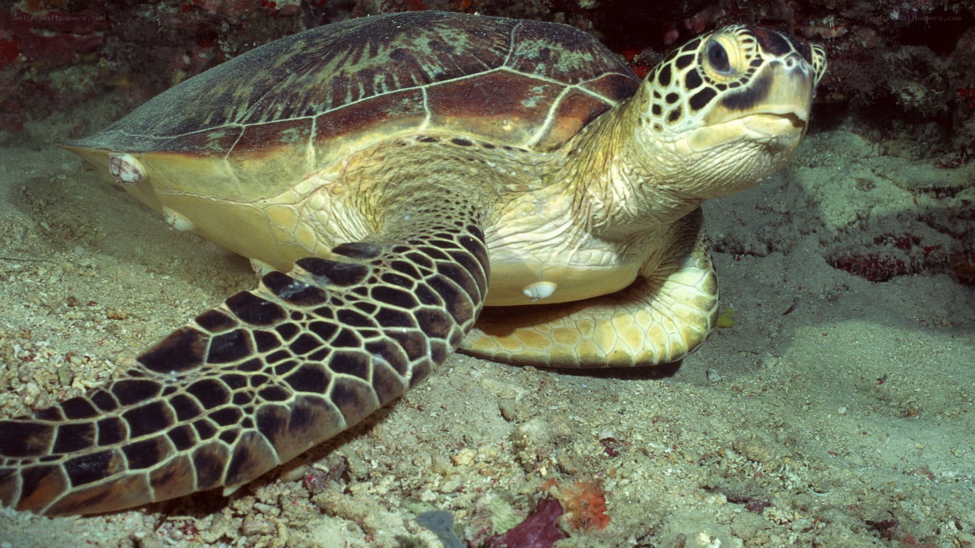 Green sea turtle on ocean floor