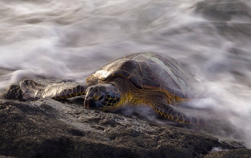 Green Sea Turtle on Rocks