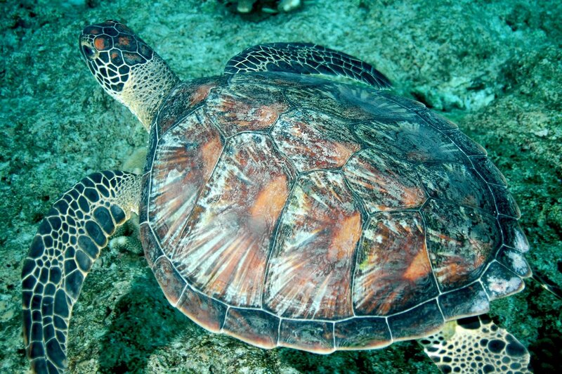 Green Sea Turtle — Serene, Photograph