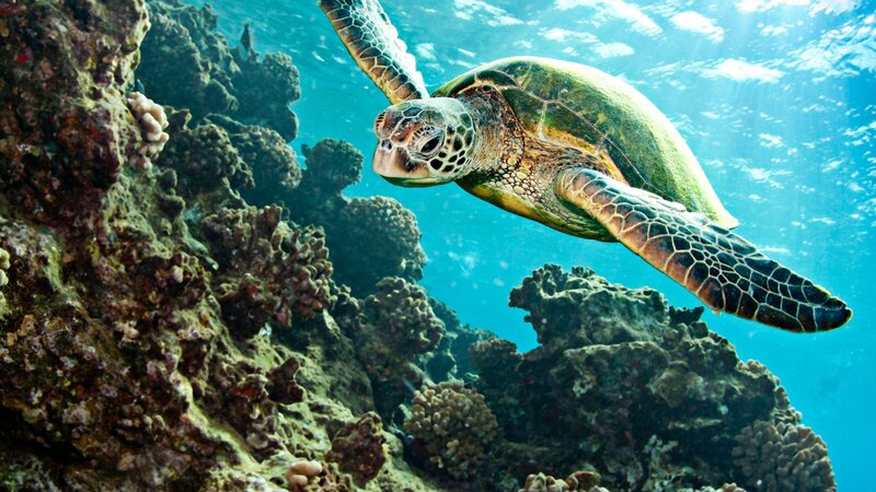 Green Sea Turtle Swimming — Afternoon, Photograph