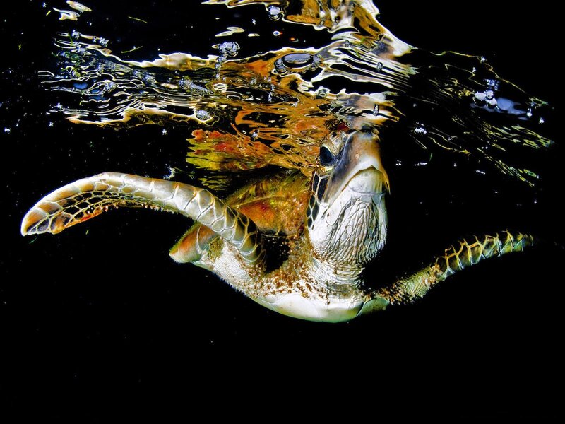 Green Sea Turtle Swimming — Black