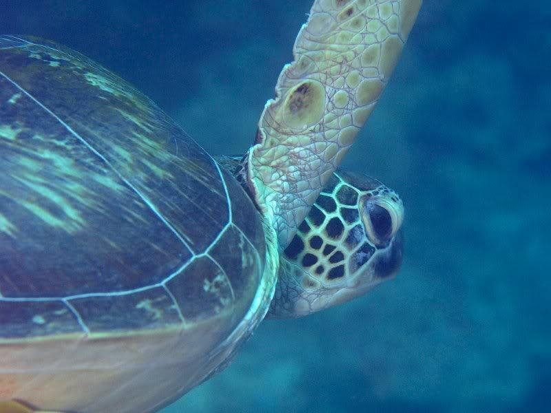 Green Sea Turtle Swimming — Blue, Calm