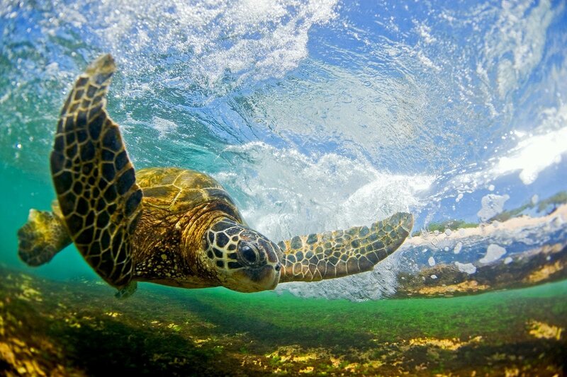 Green Sea Turtle Swimming — Blue, Dynamic, Afternoon