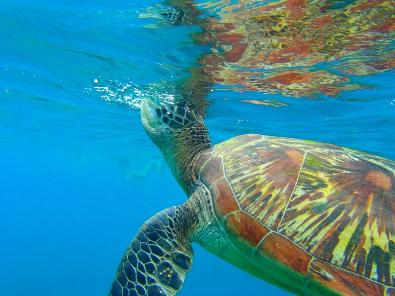 Green Sea Turtle Swimming — Blue, Serene, Afternoon, Photograph, Ocean, Surface