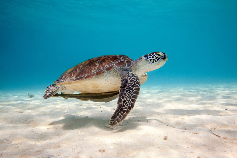 Green Sea Turtle Swimming — Blue, Serene, Afternoon, Photograph, Sand