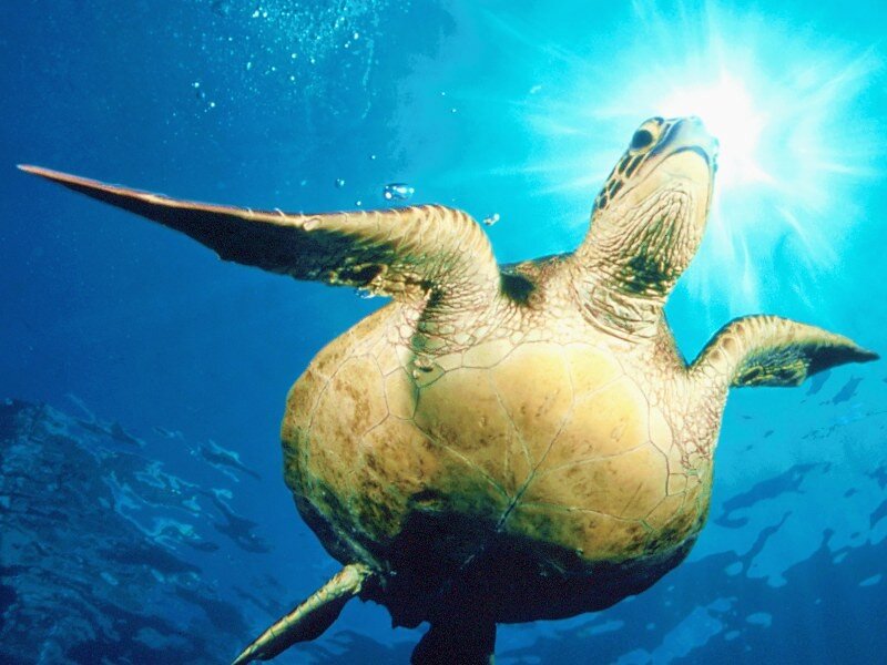 Green Sea Turtle Swimming — Blue, Serene, Afternoon, Photograph, Sunlight, Bubbles