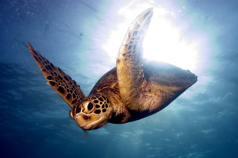 Green Sea Turtle Swimming — Blue, Serene, Afternoon, Photograph, Sunlight