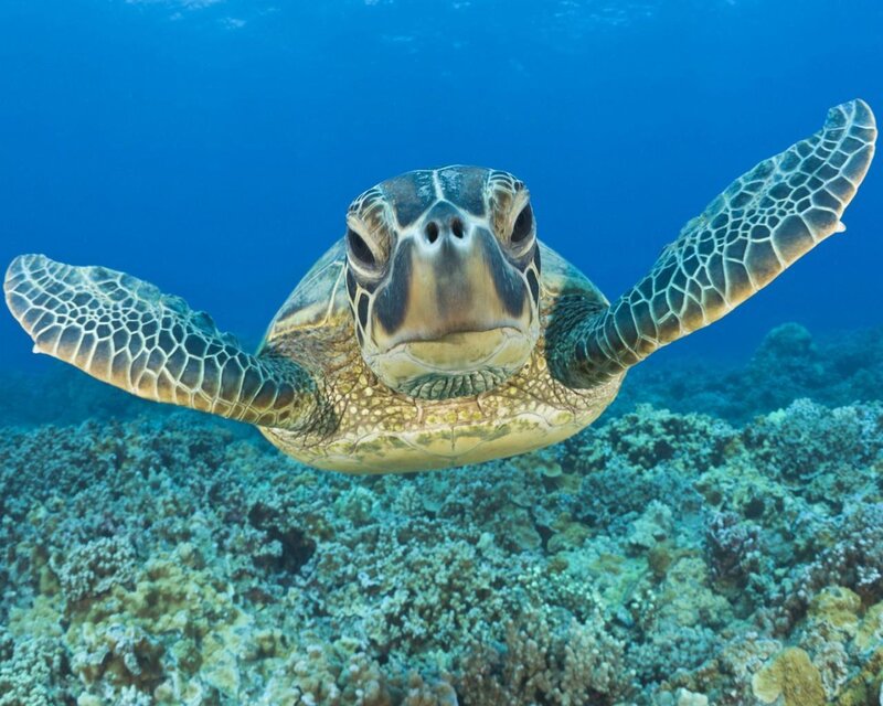 Green Sea Turtle Swimming — Blue, Serene, Afternoon, Photograph