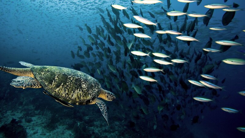 Green Sea Turtle Swimming — Blue, Serene, Day