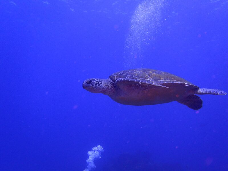 Green Sea Turtle Swimming — Blue, Serene, Photograph, Bubbles