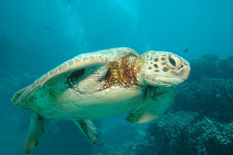Green Sea Turtle Swimming — Blue, Serene, Photograph, Coral Reef, Bubbles