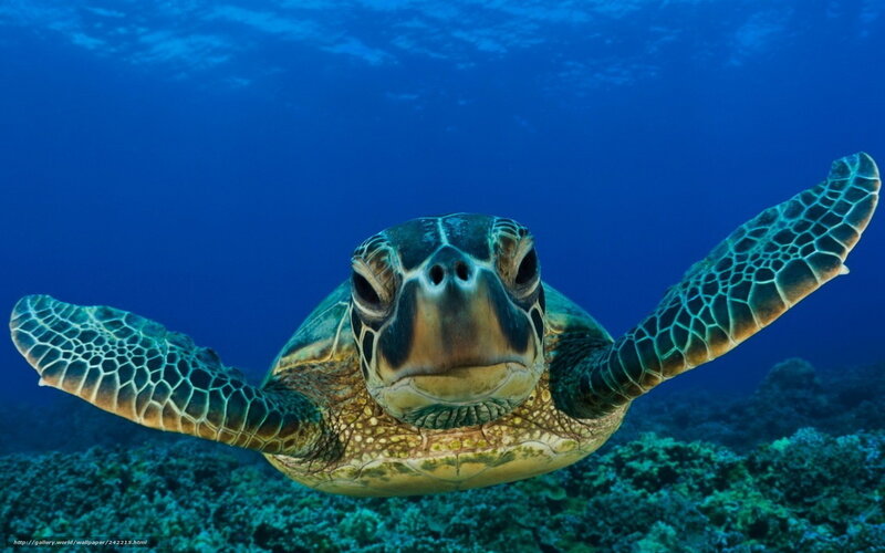 Green Sea Turtle Swimming — Blue, Serene, Photograph, Coral Reef, Ocean