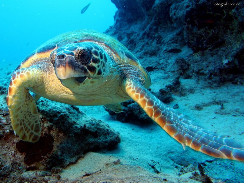 Green Sea Turtle Swimming — Blue, Serene, Photograph, Fish, Coral Reef, Sand