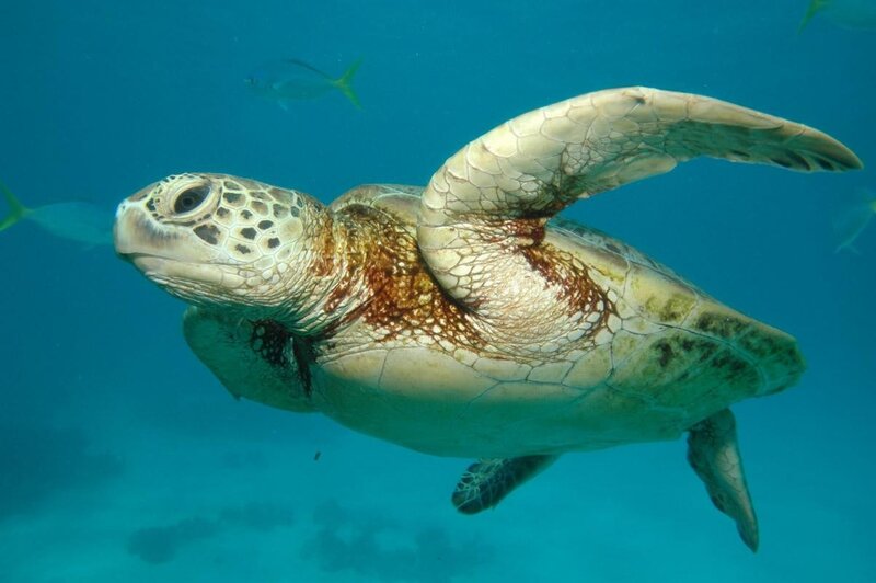 Green Sea Turtle Swimming — Blue, Serene, Photograph, Fish, Ocean