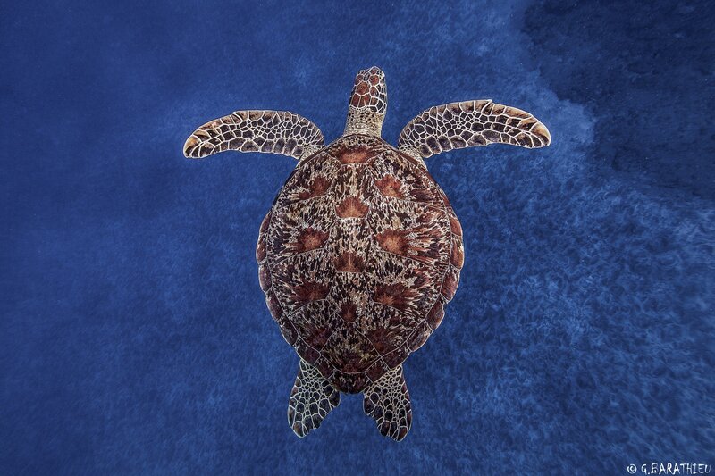 Green Sea Turtle Swimming — Blue, Serene, Photograph, Ocean, Blue Water, Brown