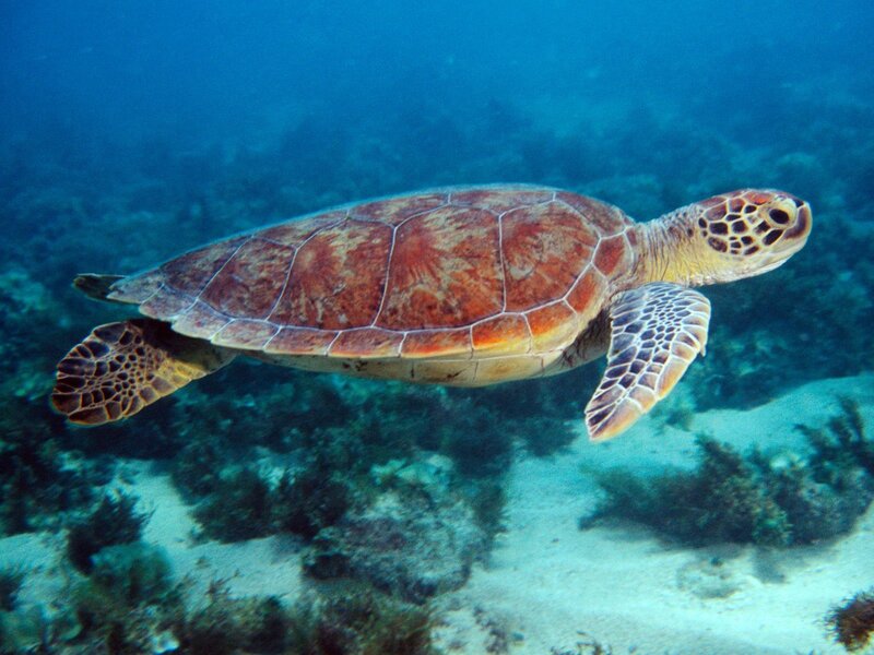 Green Sea Turtle Swimming — Blue, Serene, Photograph, Ocean Floor