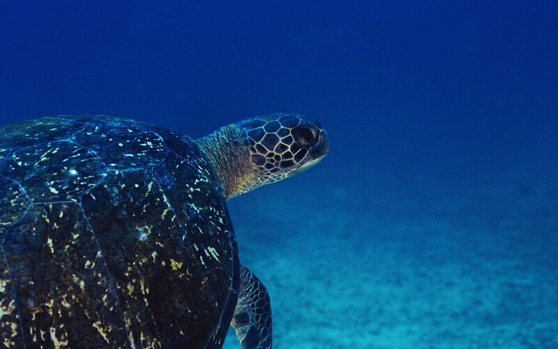 Green Sea Turtle Swimming — Blue, Serene, Photograph, Ocean, Seabed