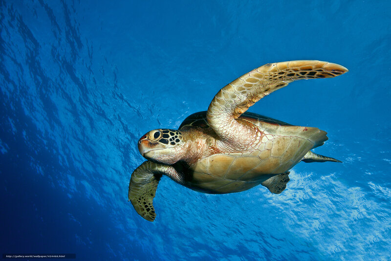 Green Sea Turtle Swimming — Blue, Serene, Photograph, Ocean, Sunlight, Brown