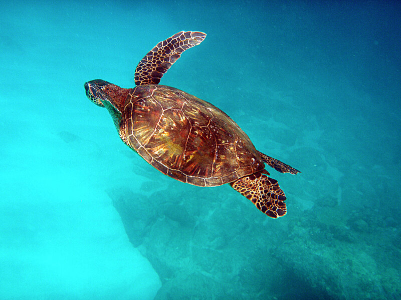 Green Sea Turtle Swimming — Blue, Serene, Photograph, Ocean
