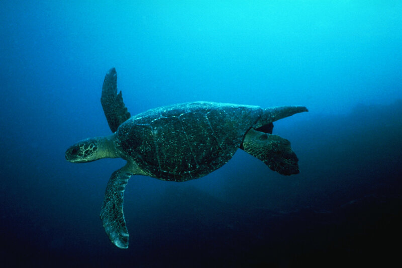 Green Sea Turtle Swimming — Blue, Serene, Photograph, Ocean, Underwater