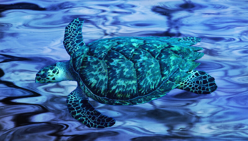 Green Sea Turtle Swimming — Blue, Serene, Photograph, Ocean, Waves