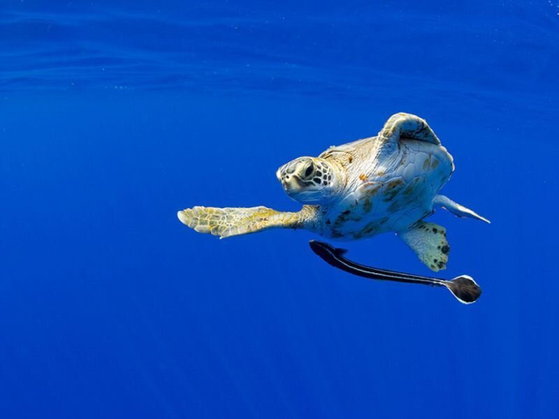 Green Sea Turtle Swimming — Blue, Serene, Photograph, Sea Turtle