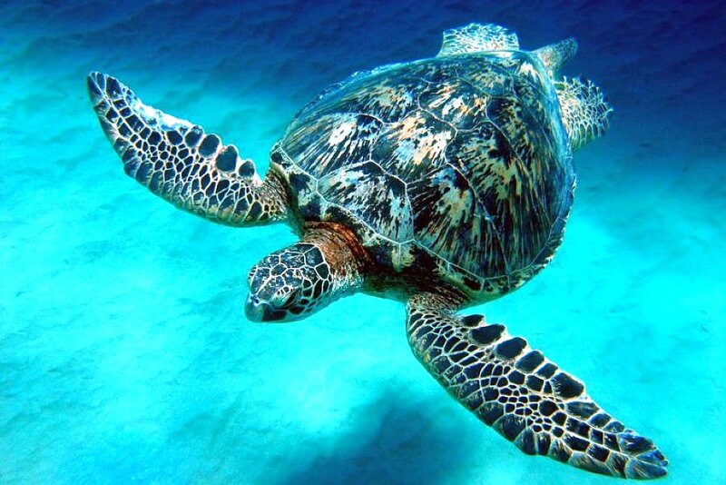 Green Sea Turtle Swimming — Blue, Serene