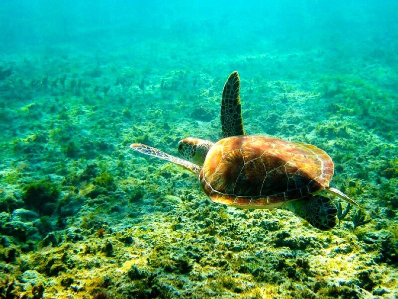 Green Sea Turtle Swimming — Blue