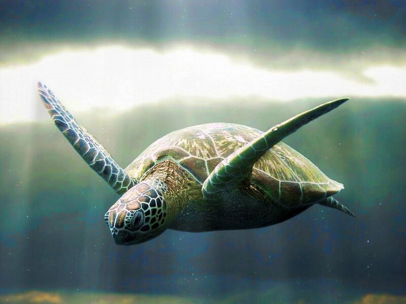 Green Sea Turtle Swimming — Serene
