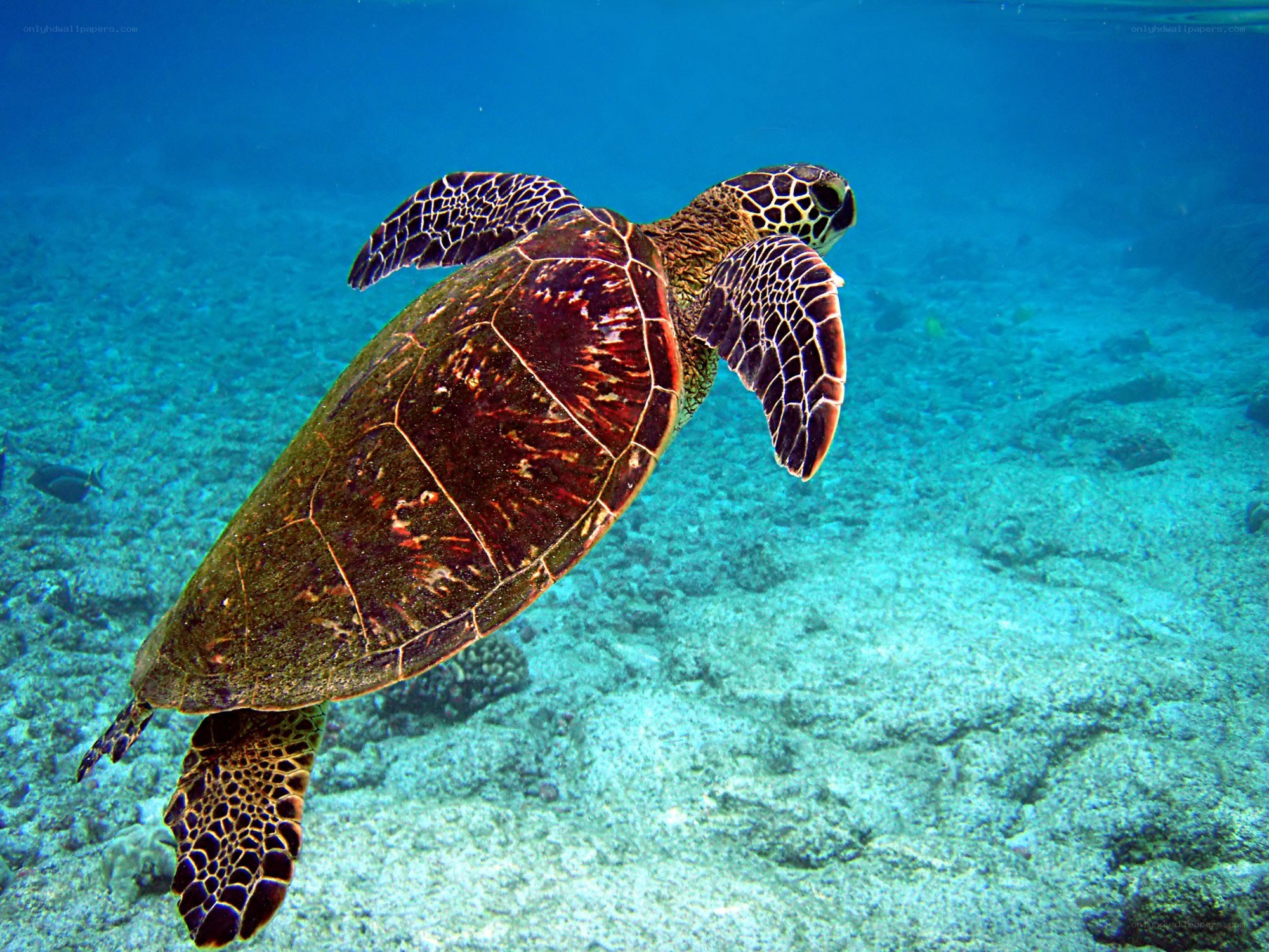 Green sea turtle swimming underwater