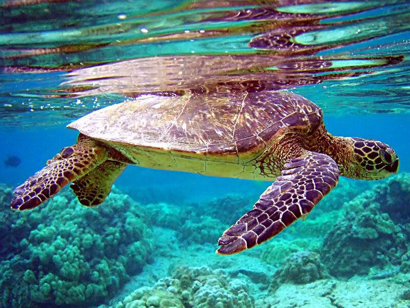 Green sea turtle swimming underwater