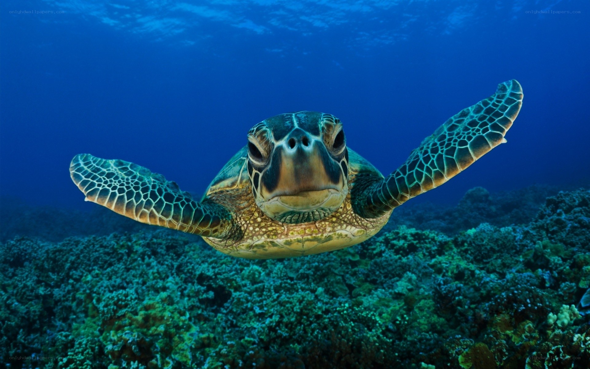 Green sea turtle swimming underwater