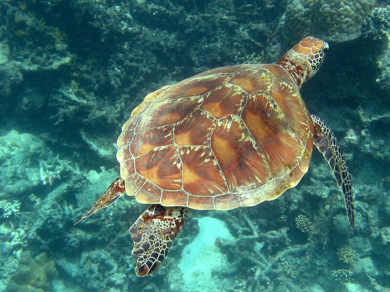 Green Sea Turtle