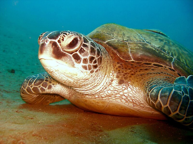 Green sea turtle underwater