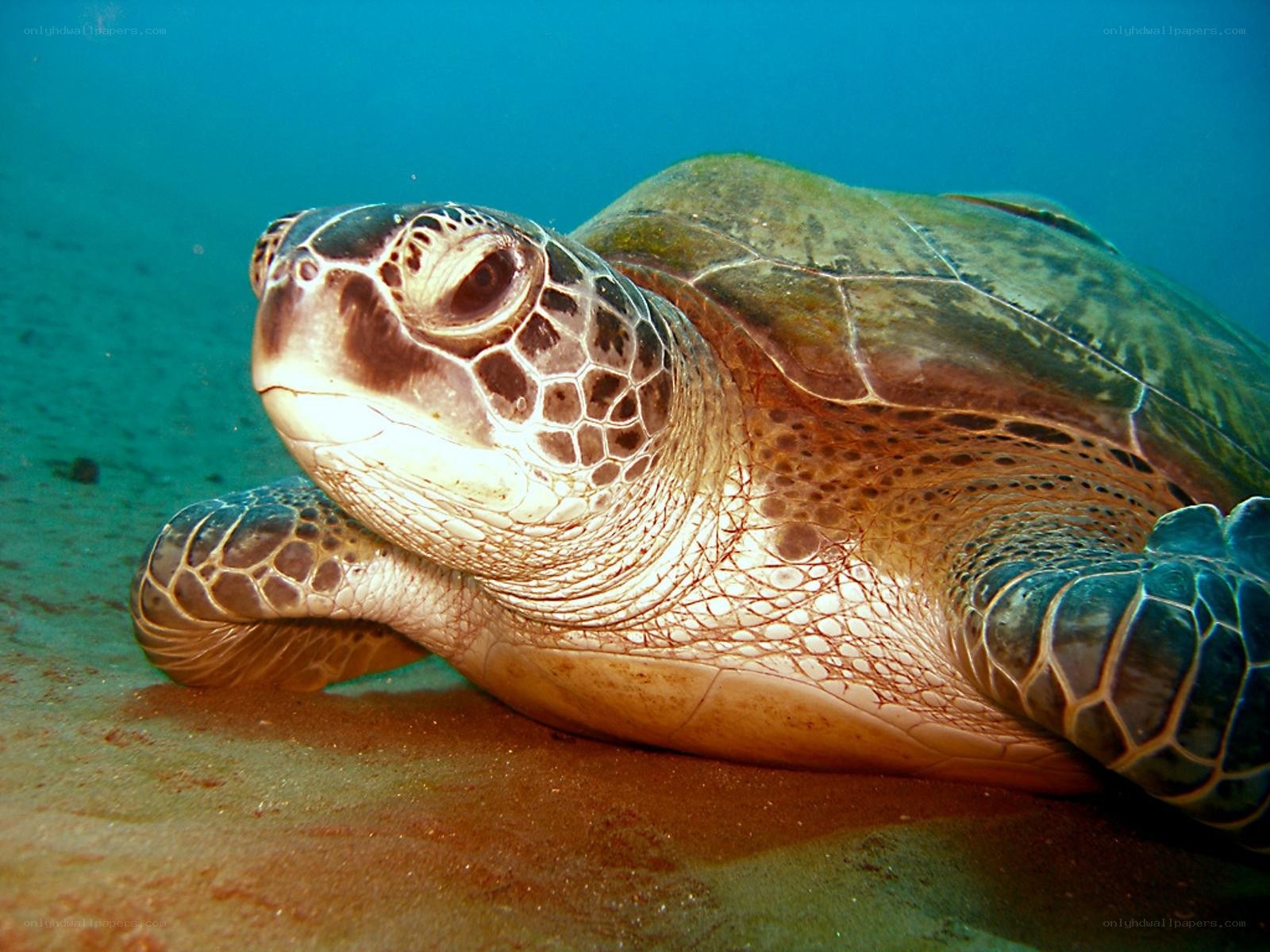 Green sea turtle underwater