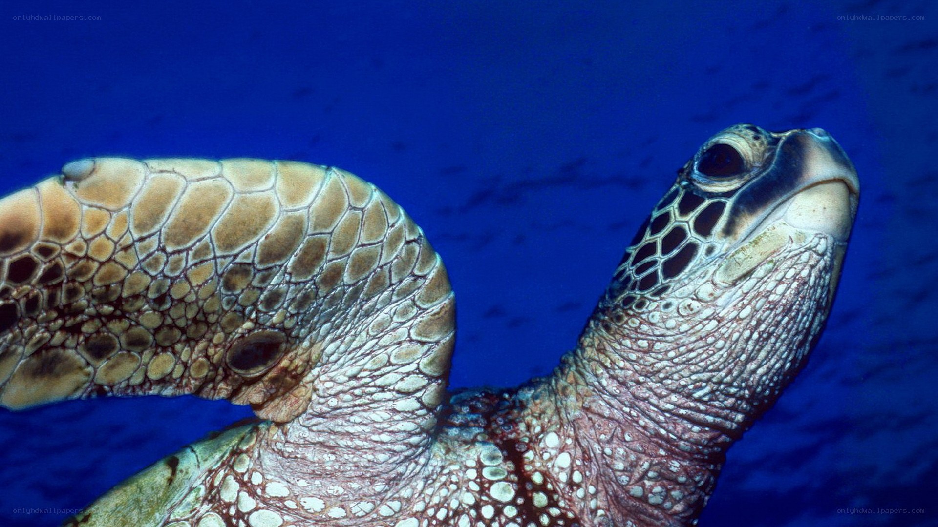 Green sea turtle underwater