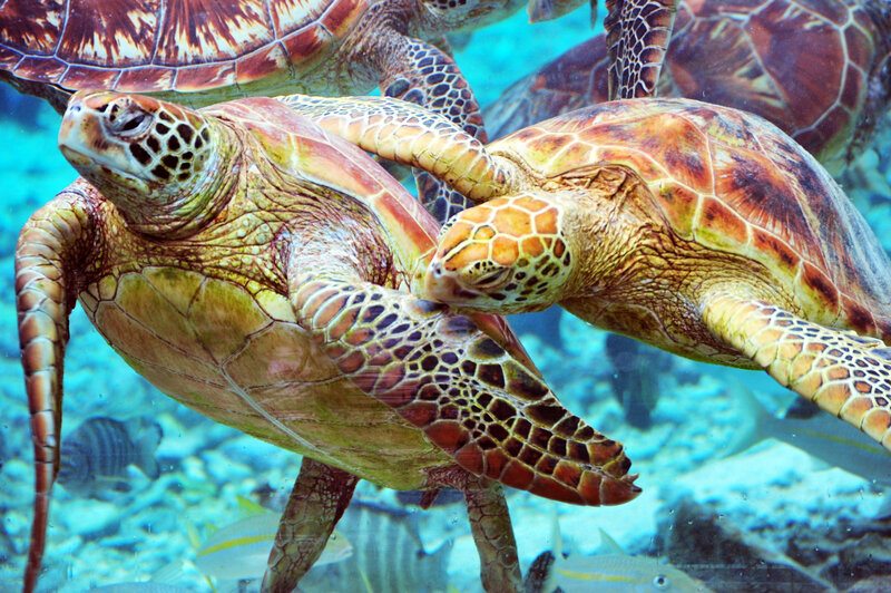 Green Sea Turtles Swimming