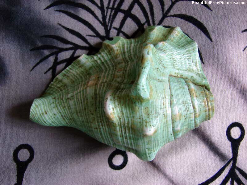 Green Seashell