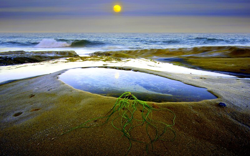 Green Seaweed on Beach