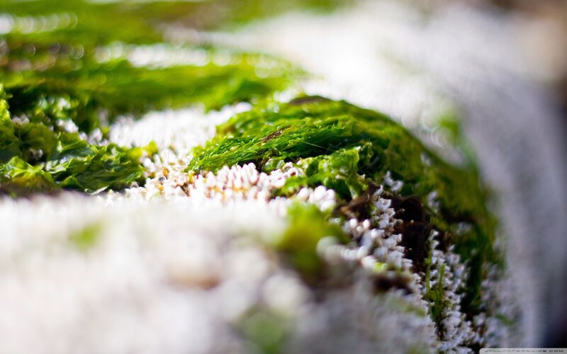 Green Seaweed on Rocks — Natural