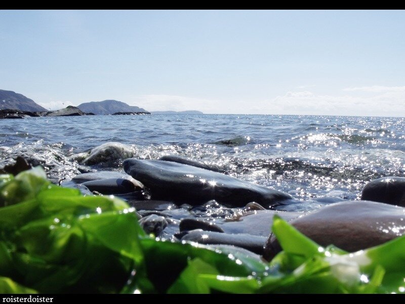 Green Seaweed on Rocks
