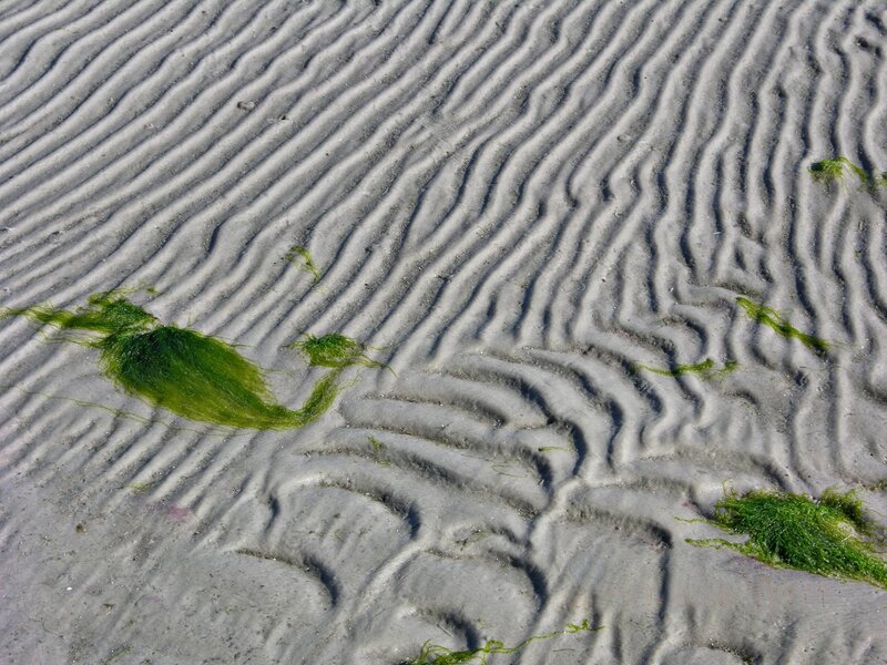 Green Seaweed on Sand