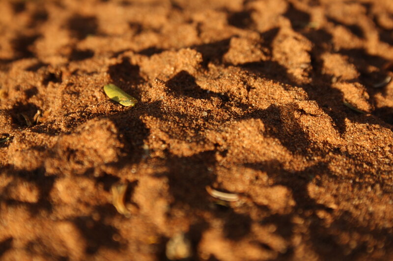 Green Seed on Soil