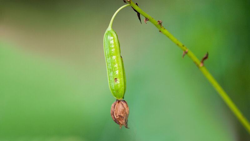 green seed pod on stem