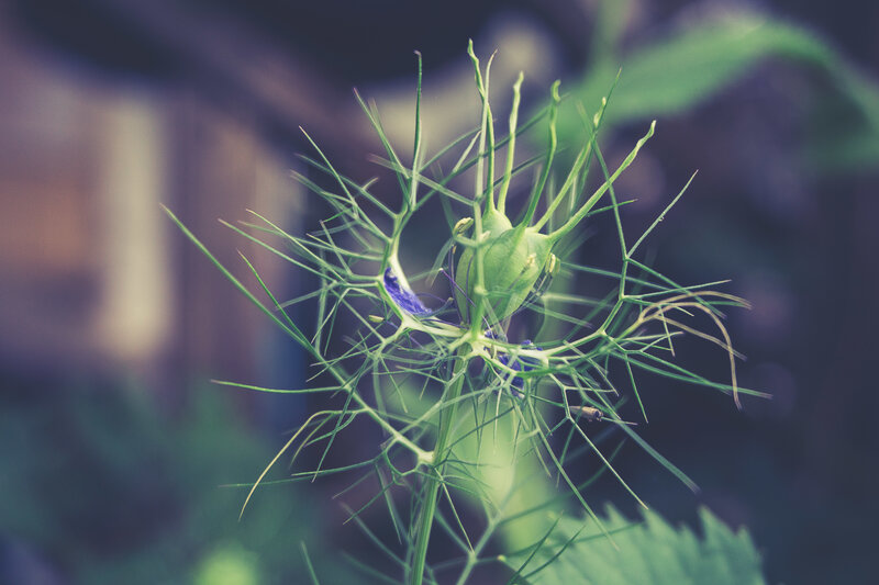Green Seed Pod with Spines