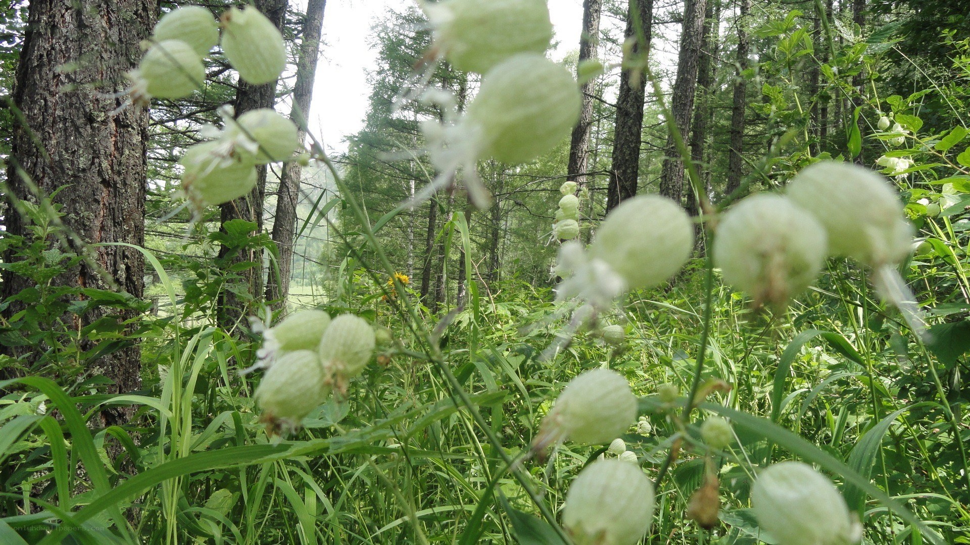 green seed pods in forest