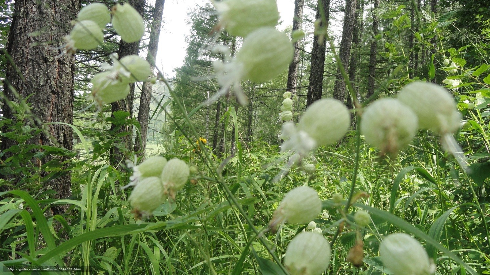 Green seed pods in forest