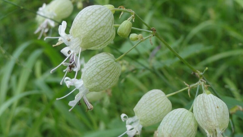 green seed pods on a plant